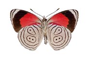 Diaethria phlogea